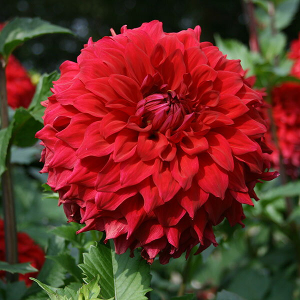 球根/[25年3月中下旬予約]ダリア：球宴 1球入り