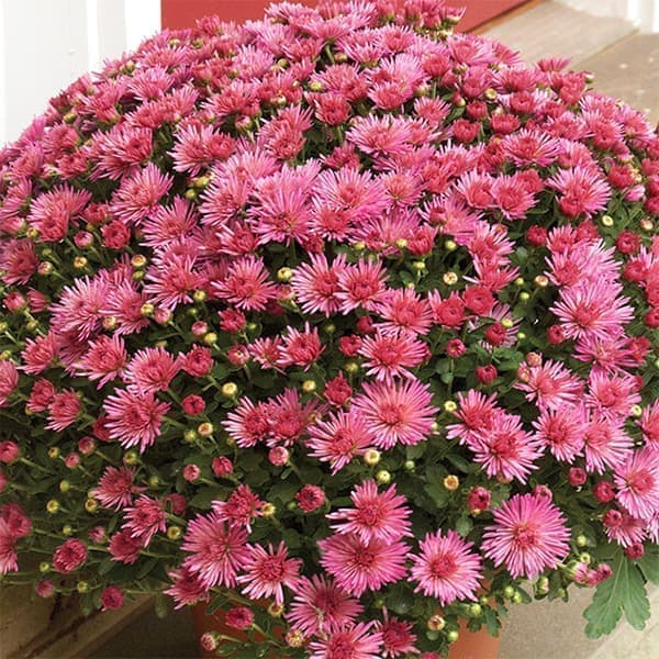 ガーデンマム 苗の商品画像