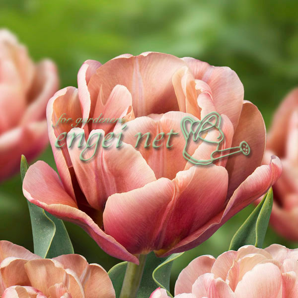 球根/[25年9月中下旬予約]チューリップ（八重咲き）：ラ・ベル・エポック3球入り（DL）のサムネイル