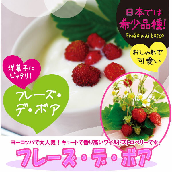 ハーブの苗/[26年3月中下旬予約]ワイルドストロベリー：フレーズ・デ・ボア3号ポット