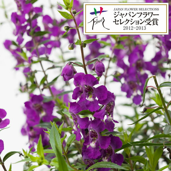 草花の苗/[26年4月上旬予約]アンゲロニア：セレニータパープル3.5号ポット