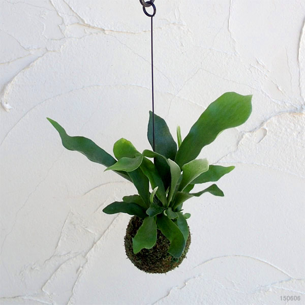 観葉植物/[25年10月中下旬予約...