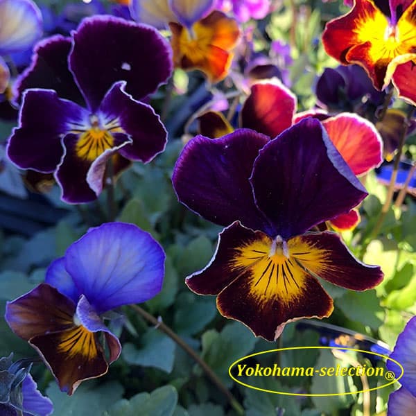 草花の苗/[25年11月中下旬予約]ビオラ：フレアーブルークラシック3号ポットのサムネイル