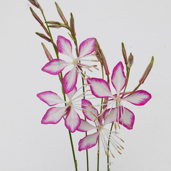 草花の苗/[26年4月下旬予約]ガ...