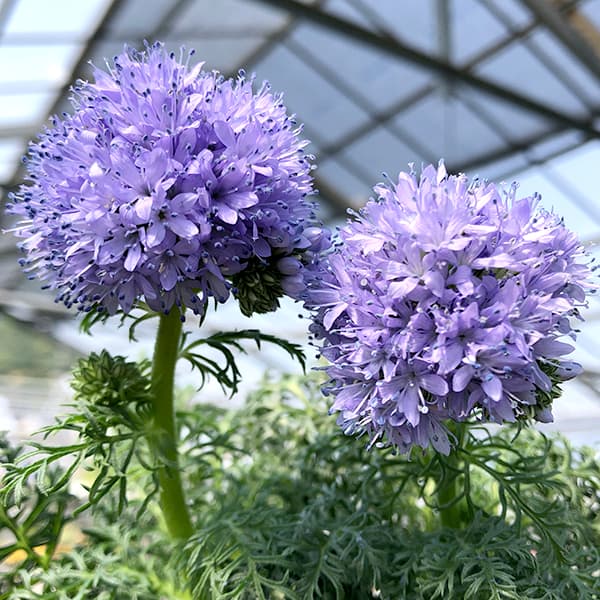 楽天市場】ギリアの通販