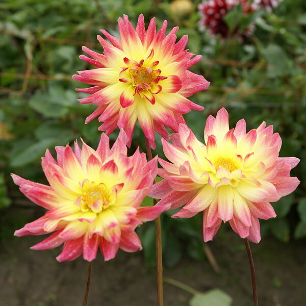 球根/[26年3月中下旬予約]ダリア：きらり 1球入り