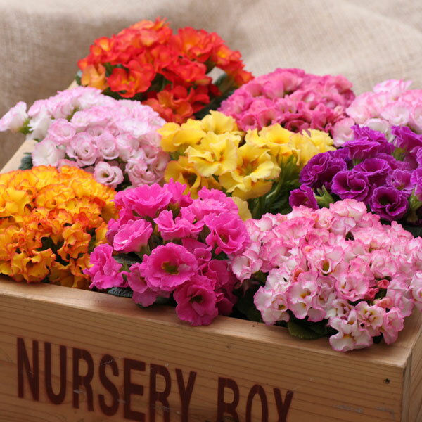 バラ咲きジュリアンの商品画像