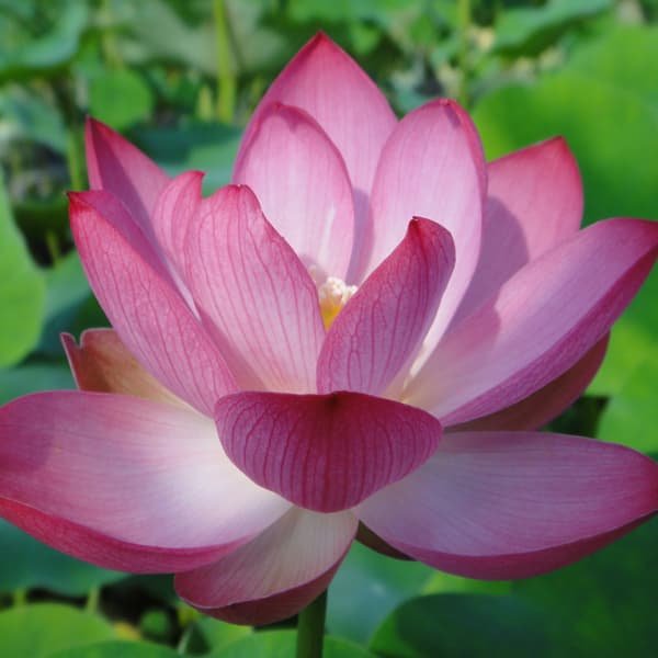 楽天市場】水蓮の花びらの通販