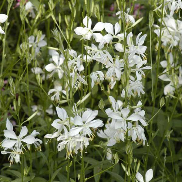 草花の苗/[26年4月下旬予約]ガ...