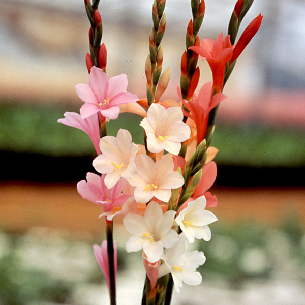 小型 切り花にも向く・秋植え球根球根/[26年9月中下旬予約]ワトソニア：混合3球入りワトソニアは南アフリカ原産のアヤメ科の植物で、グラジオラスを繊細にした雰囲気の花穂が魅力です。丈夫で栽培しやすい品種ですが、植え付け後すぐに発芽・生育するため、冬は霜よけをする必要があります。花色はピンク、オレンジ、ホワイトなどがあります。植え付け適期：9〜10月開花期：3〜5月草丈：30〜60cm生育適温：7〜20度栽培方法：日当たりの良い場所に緩効性化成肥料を施して植えつけてください。鉢植えの場合は15cmポットに5〜10球、深さ3cmに植えつけます。地植えの場合は間隔を20cmほどあけて、深さ5cmに植えてください。12月から3月は根元にしきわらをするなどして霜よけしてください。生育中は液肥を規定倍率に薄めて2週間に1回施します。暖地ではうえたまま数年は栽培できます。寒地では地上部が枯れたら堀り上げ、乾燥貯蔵してください。分球または種により殖やす事ができます。写真は開花時のイメージです。※球根の表皮が剥けていたり、細かな傷がある場合がございます。生育には支障ありませんので予めご承知おきください。■9月中旬〜9月下旬頃のお届けの予約販売です。・出荷開始予定：2026年9月中旬〜・注文締切日：2026年9月14日（月）午前7時まで・「9月中下旬予約」カテゴリ以外の商品とはご一緒にご注文いただけません。（商品名の頭に「[26年9月中下旬予約]」が付いている商品となります）・ご注文同士をおまとめすることはできません。送料はそれぞれにかかります。・お届け日のご案内は2026年9月15日（火）以降にメールにてお知らせします。お届け日指定はお受けできませんが、曜日や時間帯のご指定は承ります。（受信できるアドレスにてご注文お願いします。）・品種・作柄によりお届け時期が変更になったり、お届けできなくなる場合がございます。[26年9月中下旬予約]ワトソニア：混合3球入りの栽培ガイド秋植え球根のダブルデッカー植え球根の植付け秋植え球根【秋植え球根】植えつけ深さの目安