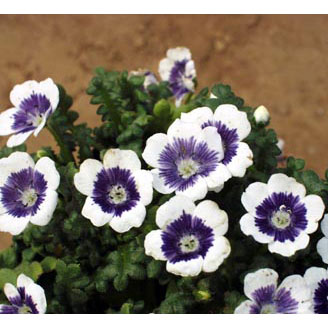 草花の苗/[26年2月中下旬予約]...