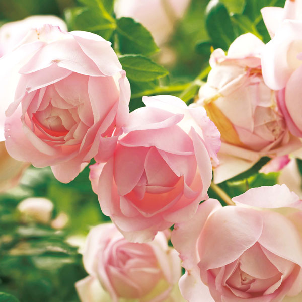 バラの苗/[26年1月中下旬予約]...