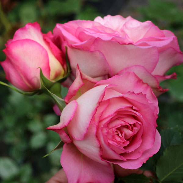 バラの苗/[26年1月中下旬予約]ギヨーローズ：モニーク・ブイグ大苗