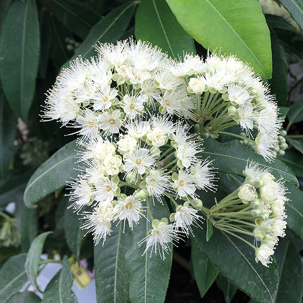 ハーブの苗/[26年4月上旬予約]レモンマートル3号ポット