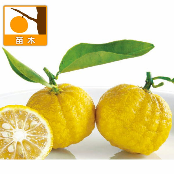 果樹の苗/[25年9月中下旬予約]...