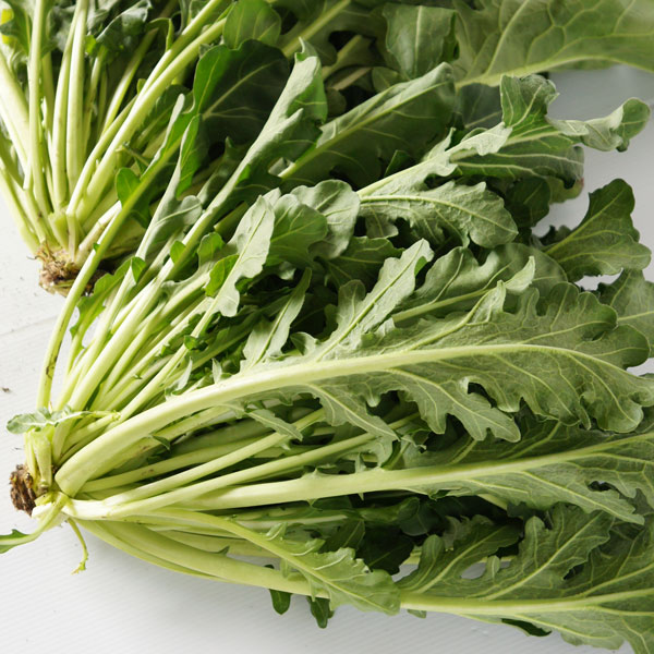 新野菜 香味菜（こみな）・ケールとワイルドルックラの交配種 長く収穫できる野菜の苗/[26年10月中下旬予約]ケールッコラ(R)苗3号ポット宇都宮大学、農学部　房教授が生み出した、新しい野菜です。ケールが母親、ワイルドルッコラが父親のまったく新しい野菜です。温度を維持できれば、周年栽培が可能です。ピリ辛を感じつつ、ルッコラ特有の風味を感じることができます。健康増促進成分として利用されちるグリコシノレート代謝系活性調査結果：ケール0.14mg/100g、ケールルッコラ4.41mg/100g。約31倍。香味菜のケールルッコラは通常のケールに比べて、グリコシノレートを豊富に含んでいます。香味菜CCDD農林水産品種登録出願　第30656号・商標登録　第6009647号宇都宮大学　農学部生物資源科学科　教授　房　相佑先生：国内唯一アブラナ科種属交雑研究の老舗7代目教授として、研究に従事。売ってよし（種苗会社）、作ってよい（農家）、食べてよし（消費者）の三方よしの精神をモットーに、品種開発を行っています。香りが魅力の新野菜の特徴・寒さに強いので栽培が簡単（宇都宮でマイナス7度でも超冬）・生育旺盛でたくさん収穫（葉を摘み取り収穫してもどんどん生えてくる）・栄養豊富（通常のケールに比べ。健康増進生物を豊富に含んでいます）・植えっぱなしで毎年収穫できる（蕾も食べることができ。甘みが強く香りも良いお浸しやテンプラに）栽培方法：水はけが良く、日当たりの良い畑に1平方メートルあたり苦土石灰100g、堆肥2kg、化成肥料100gを施し、良く混ぜます。株間は約30cmとします。定植後1ヵ月後から1ヶ月ごとに、1平方メートルあたり30gの化成肥料を追肥してください。収穫：先端から12〜15cmのところで収穫します。メニュー：チンゲンルッコラ、ケールッコラ、おひたし、天ぷら、炒め物、おにぎりの具、スムージーなど多くの料理に利用できます。写真は成長時（開花時）のイメージですが、お届けの際はまだ苗の状態です。お届け時の苗姿は個体差があります。表示の写真と異なる場合がございます。■10月中旬〜10月下旬頃のお届けの予約販売です。・出荷開始予定：2026年10月中旬〜・注文締切日：2026年10月12日（月）午前7時まで・「10月中下旬予約」カテゴリ以外の商品とはご一緒にご注文いただけません。（商品名の頭に「[26年10月中下旬予約]」が付いている商品となります）・ご注文同士をおまとめすることはできません。送料はそれぞれにかかります。・お届け日のご案内は2026年10月13日（火）以降にメールにてお知らせします。お届け日指定はお受けできませんが、曜日や時間帯のご指定は承ります。（受信できるアドレスにてご注文お願いします。）・品種・作柄によりお届け時期が変更になったり、お届けできなくなる場合がございます。