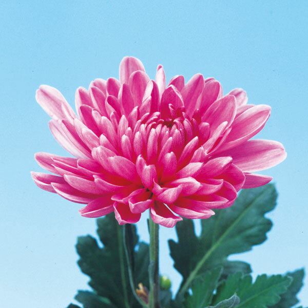 楽天市場】菊（花の苗物｜苗物）：ガーデニング・農業<花・ガーデン