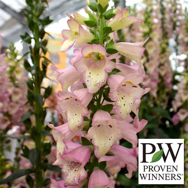 草花の苗/[25年10月中下旬予約]ハイブリッドジギタリス：スーパージギタリスベリーカナリー3.5号ポットのサムネイル