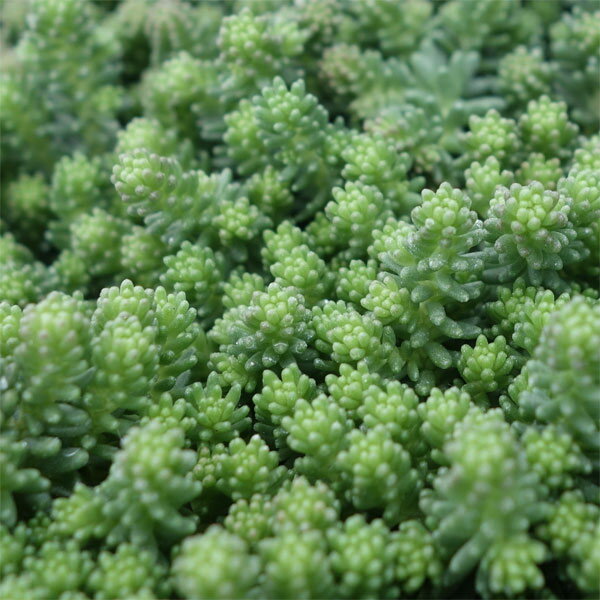 観葉植物/[24年3月中下旬予約]セダム：サクサグラレモスグリーン3号ポットのサムネイル