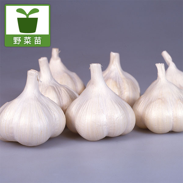 家庭菜園で育てるにんにくの苗・カネコ種苗野菜の苗/[26年10月中下旬予約]ニンニク（上海種）の苗10連カットパック入り（10株分）ニンニクは古代エジプト時代から疲労回復、栄養補給のために愛用されてきました。糖質、無機質、ビタミンB1が豊富な野菜です。10株の苗が植えられたカットパック容器入りでお届けします。家庭菜園では密植して育て、間引いたものを葉ニンニクとして利用することもできます。また、ニンニクには病虫害がつきにくく虫よけの効果もあるので、他の植物の間に植えるのもおすすめです。タイプ：ユリ科ネギ属生育適温：15〜20度収穫期：6月上旬〜7月上旬日照：日向むき栽培方法：ニンニクは比較的冷涼な気候を好みます。植え付け前に苦土石灰や元肥をすきこみ、株間は15cmくらいあけて植え付けます。プランターでも栽培可能です。草丈15cmくらいのころに、2芽以上出ているものは小さい芽をかきとります。春になるとトウ立ちしてきますが、花を咲かせると球が太らないので、蕾が葉の先端から出たら摘み取ってください。肥料は11月下旬と3月上旬の2回、根元に化成肥料を施します。6〜7月ころ、球が肥大したものから抜き取り収穫します。乾燥させて保存する場合は、茎葉が黄変して葉の先端が3分の2くらい枯れてから引き抜き、根を切って4〜5日乾かして風通しのよい涼しい場所につるします。※写真はイメージです。 ■10月中旬〜10月下旬頃のお届けの予約販売です。・出荷開始予定：2026年10月中旬〜・注文締切日：2026年10月12日（月）午前7時まで・「10月中下旬予約」カテゴリ以外の商品とはご一緒にご注文いただけません。（商品名の頭に「[26年10月中下旬予約]」が付いている商品となります）・ご注文同士をおまとめすることはできません。送料はそれぞれにかかります。・お届け日のご案内は2026年10月13日（火）以降にメールにてお知らせします。お届け日指定はお受けできませんが、曜日や時間帯のご指定は承ります。（受信できるアドレスにてご注文お願いします。）・品種・作柄によりお届け時期が変更になったり、お届けできなくなる場合がございます。[26年10月中下旬予約]ニンニク（上海種）の苗10連カットパック入り（10株分）の栽培ガイドニンニクの育て方