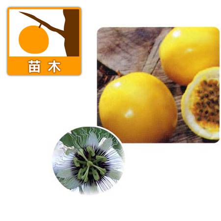 果樹の苗/[26年4月下旬予約]パッションフルーツ（クダモノトケイソウ）：イエロー3.5号ポット＊