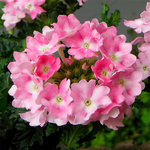 草花の苗/[26年4月上旬予約]バーベナ：エストレラ ピンクバレエ3.5号ポット