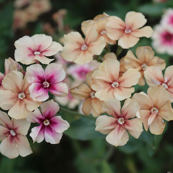 草花の苗/[26年2月中下旬予約]...