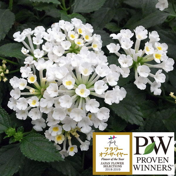 草花の苗/[24年4月下旬予約]スーパーランタナ：ムーンホワイト3号ポットのサムネイル