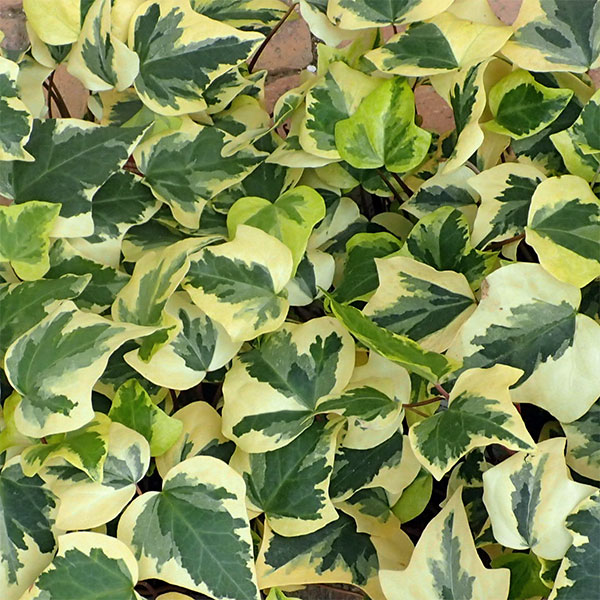 楽天市場】オカメヅタ 斑入りの通販