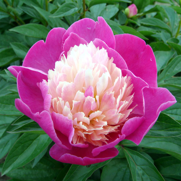 草花の苗/[25年10月中下旬予約]シャクヤク（芍薬）：サンタフェ6号ポットのサムネイル