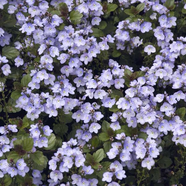 3月〜5月開花 グランドカバーや鉢植えに 薄いブルーにストライプの小花 宿根草 NHK趣味の園芸26年2月号掲載草花の苗/[26年10月中下旬予約]ベロニカ：マダムマルシア3-3.5号ポット**マダムマルシアは淡いブルーにシャープなストライプが入るお花のほふく性のベロニカ。春に花を一面に付けてカーペット状に広がります。グランドカバーやハンギングなどに向いています。学名Veronica petraea 'Madame Mercier' タイプゴマノハグサ科ベロニカ属耐寒性多年草草丈5〜10cm開花期3〜5月用途庭植え、グランドカバー、コンテナ日照日向むき栽培方法：日当たり、水はけがよく、肥沃な場所を好みます。水はけが悪いと枯れるので注意してください。植え場所をよく耕し、腐葉土をすきこんで植えつけます。年々株が増えますので、3年に1回程度株分けをかねて植え替えてください。春先のアブラムシに注意し、薬剤などで防除してください。挿し木でふやすことができます。写真は成長・開花時のイメージですが、お届けの際は苗の状態です。■10月中旬〜10月下旬頃のお届けの予約販売です。・出荷開始予定：2026年10月中旬〜・注文締切日：2026年10月12日（月）午前7時まで・「10月中下旬予約」カテゴリ以外の商品とはご一緒にご注文いただけません。（商品名の頭に「[26年10月中下旬予約]」が付いている商品となります）・ご注文同士をおまとめすることはできません。送料はそれぞれにかかります。・お届け日のご案内は2026年10月13日（火）以降にメールにてお知らせします。お届け日指定はお受けできませんが、曜日や時間帯のご指定は承ります。（受信できるアドレスにてご注文お願いします。）・品種・作柄によりお届け時期が変更になったり、お届けできなくなる場合がございます。