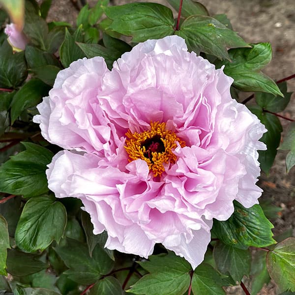桃系花木 庭木の苗/[26年9月中下旬予約]牡丹（ぼたん）：八重桜（やえざくら）2〜3年生苗6号ポット立てば芍薬、座れば牡丹と歌われ、美人の形容で親しまれる高貴な花。欧米では花壇用、切花用に大人気です。中でも豊かな色彩・芳しい香りをもつ銘花をラインナップしました。八重桜は桜色の八重・半抱え咲き品種。樹高が高めで樹勢が強く育てやすいピンク系の代表的な品種です。タイプキンポウゲ科ボタン属の落葉樹栽培可能地域九州南部、沖縄を除く全国植え付け適期9月〜12月開花期暖地4月中旬〜5月、寒地5月上旬〜6月中旬日照日向向き栽培方法：排水がよく通気性のある土壌を好みます。排水の悪い場所では30cmほど盛土をして植えます。日向を好みますが、半日位日が当たる場所でも育ちます。露地植え、鉢植えともに栽培できますが、鉢植えの場合は10号以上の大きめで深さのある鉢を選び、庭土に腐葉土または鶏糞を混ぜ、油粕と骨粉を一握り混ぜて植えつけます。2年に1回、10〜11月に植え替えます。植え付けは接ぎ目が土中に3〜4cm埋まるようにしてください。多肥を好みますが、薄く長く効かせるようにします。油粕や骨粉など、遅効性のある有機肥料を与えるとよいでしょう。浅根性なので土中に肥料を埋めず、地表にまいてください。時期は3月と花後の5〜6月、10〜11月に与えてください。消毒は4月上旬、5月上旬、6〜7月にダイセン、ベンレートなどを散布します。害虫はスミチオンで駆除します。植え込み1〜2年後までは9月中旬以降に幹の最下部の芽を1〜2芽残して上部を切り捨て、残った芽の上へ3〜4cmほど土をかけます。芽の付近から根がたくさん出て、根張りが充実し、株や幹が太ってみごとな花が毎年見られるようになります。剪定は、花後に花柄を切り取り、すぐ下の葉腋から出てくる芽は5月下旬に切り取ります。基部の芽は残して秋に剪定します。さらに、樹形が逆円錐形となるように、弱い枝や内側に向かって重なる枝、今年開花しなかった枝などを剪定します。6号（直径約18cm）ポット入りの苗です。樹高は多少変動します。写真は成長時のイメージです。■9月中旬〜9月下旬頃のお届けの予約販売です。・出荷開始予定：2026年9月中旬〜・注文締切日：2026年9月14日（月）午前7時まで・「9月中下旬予約」カテゴリ以外の商品とはご一緒にご注文いただけません。（商品名の頭に「[26年9月中下旬予約]」が付いている商品となります）・ご注文同士をおまとめすることはできません。送料はそれぞれにかかります。・お届け日のご案内は2026年9月15日（火）以降にメールにてお知らせします。お届け日指定はお受けできませんが、曜日や時間帯のご指定は承ります。（受信できるアドレスにてご注文お願いします。）・品種・作柄によりお届け時期が変更になったり、お届けできなくなる場合がございます。[26年9月中下旬予約]牡丹（ぼたん）：八重桜（やえざくら）2〜3年生苗6号ポットの栽培ガイド牡丹（ボタン）の育て方