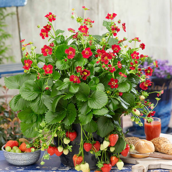 野菜の苗/[26年2月中下旬予約]イチゴ（四季なり）：ルビーアン3号ポット