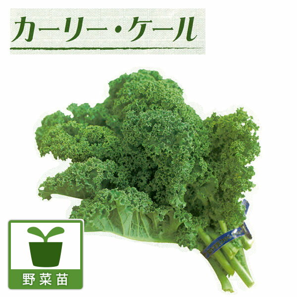 苦みマイルド、葉も柔らかく彩りサラダ向き野菜の苗/[26年8月下旬予約]ケール：カーリー・ケール苗3号ポットカーリー・ケールは所謂普通のケールと比べて、苦みマイルドで葉も柔らかくサラダ向きのケール。生で食べてもクセが無いのが特徴で、どちらかというとケールと言うよりもワサビ菜やからし菜系に近い草姿です。ユニークな葉形を生かして花壇の縁取りなどの観賞用にも利用できます。若葉はサラダや炒め物、飾り付けにも。大きくなった葉はボイル野菜や青汁にも利用できます。欧米では手軽に食べられる健康加工食品「ケール・クリスプス（ケール・チップス）」としても大人気。ケールはその栄養の多さから「緑黄色野菜の王様」と呼ばれています。ビタミンや食物繊維、カルシウムなどは美容や健康に必要な成分なのでダイエットの中の女性にもおすすめです。タイプ：アブラナ科アブラナ属学名：Brassica oleracea var.sabellica英名：Curly kale栽培方法：日当たりと水はけの良い場所を選びます。植え付け前の土づくりの苦土石灰などで調整してください。元肥として野菜用肥料を施します。定植後、50〜60日程度。葉が長さ30〜40cmに伸びたら、下から順に必要な分だけかきって随時収穫します。根元から切り取って株ごと収穫してもよい。写真は成長時(開花時)のイメージですが、お届けの際はまだ苗の状態です。お届け時の苗姿は個体差があります。表示の写真と異なる場合がございます。★小さい苗となります。ポットから苗を取り出す時は苗を引っ張らないように注意しながら取り出してください。 ■8月下旬頃のお届けの予約販売です。・出荷開始予定：2026年8月下旬〜・注文締切日：2026年8月17日（月）午前7時まで・「8月下旬予約」カテゴリ以外の商品とはご一緒にご注文いただけません。（商品名の頭に「[26年8月下旬予約]」が付いている商品となります）・ご注文同士をおまとめすることはできません。送料はそれぞれにかかります。・お届け日のご案内は2026年8月18日（水）以降にメールにてお知らせします。お届け日指定はお受けできませんが、曜日や時間帯のご指定は承ります。（受信できるアドレスにてご注文お願いします。）・品種・作柄によりお届け時期が変更になったり、お届けできなくなる場合がございます。★★全品楽天ポイント5倍！！★★