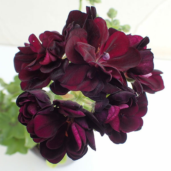 ダークバーガンディ色の人気品種 八重系の人気シリーズ・シビル草花の苗/[26年1月中下旬予約]アイビーゼラニウム：シビルトミー4号ポットアイビーゼラニウムの人気シリーズ、シビル。まるでバラの蕾のような豪華な八重花。また、花立ちが非常に良く、...