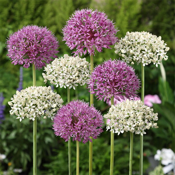 球根/[25年9月中下旬予約]アリ...