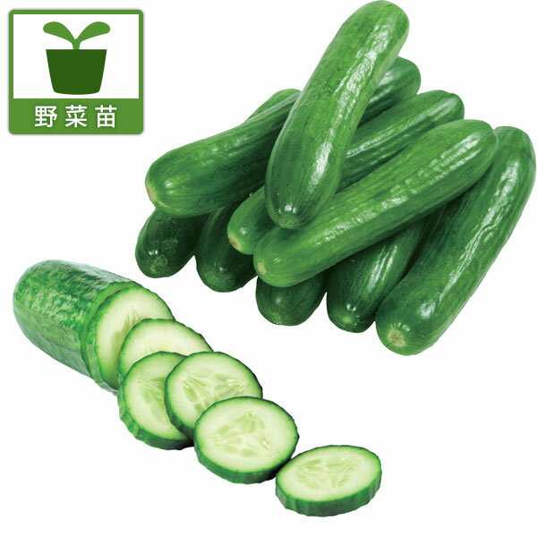 野菜の苗/[26年4月下旬予約]すずなりきゅうりF1・3号ポット