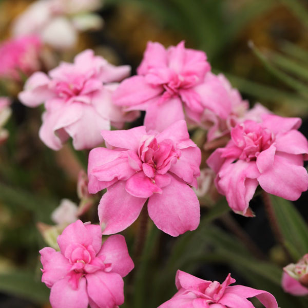 山野草の苗/[26年2月中下旬予約]アッツザクラ（ロドヒポキシス）：マドンナローズ2.5号ポット