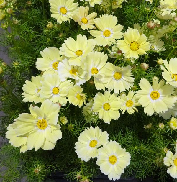 草花の苗/[25年9月中下旬予約]コスモス：キサントス3.5号ポットのサムネイル