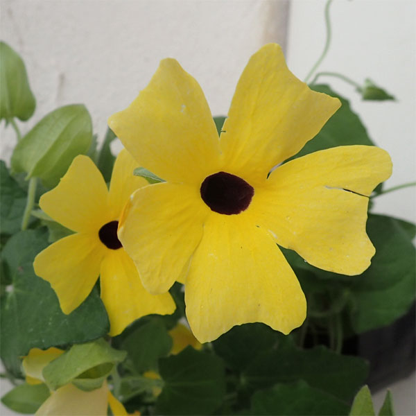 草花の苗/[26年4月下旬予約]ツンベルギア：サンダンス3.5号ポット