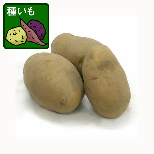 野菜の苗/[26年1月中下旬予約]ジャガイモの種いも： シンシア500g