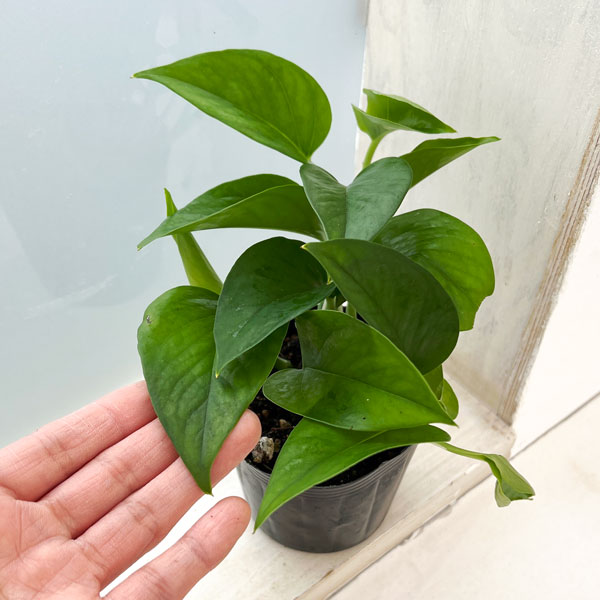 観葉植物/[26年8月下旬予約]ポ...