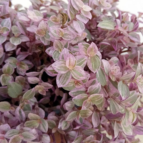 観葉植物/[24年10月中下旬予約]カリシア・ロザート3号ポットのサムネイル