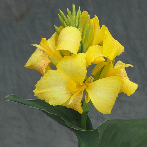 草花の苗/[26年4月上旬予約]カンナ：カノーバ イエロー3号ポット