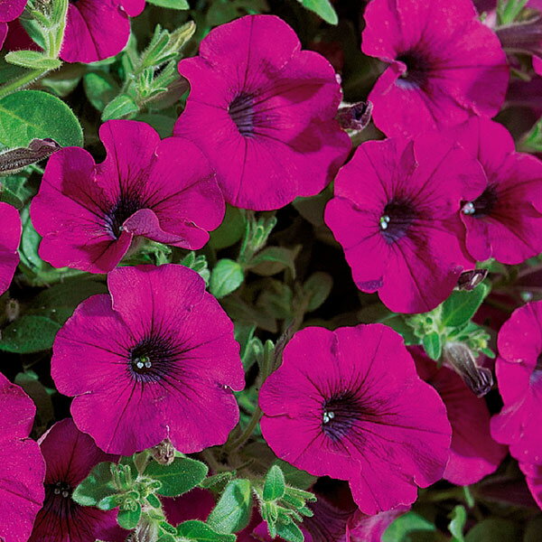 草花の苗/[26年3月中下旬予約]ペチュニア：サフィニアパープルミニ3号ポット(R)...