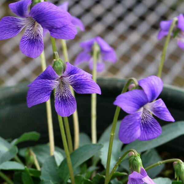 山野草の苗/[26年1月中下旬予約]スミレ：パルマータ（クワガタスミレ）2.5号ポット