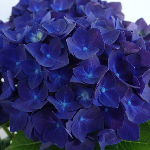 紫陽花 ディープパープル [26年4月下旬予約]アジサイ：ディープパープル 5号鉢植え