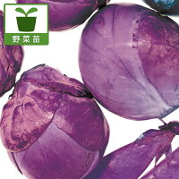 野菜の苗/[23年8月下旬予約]芽キャベツ：パープルクイーン3号ポット 6株セット