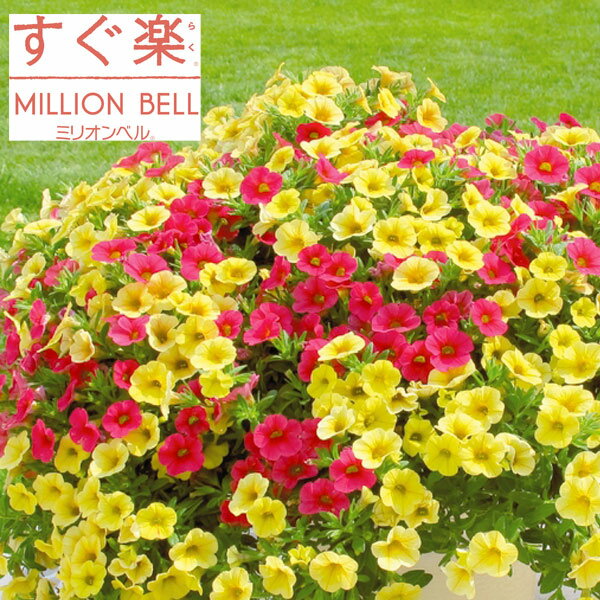 草花の苗/[26年4月下旬予約]カリブラコア：すぐ楽ミリオンベルチェリー＆バナナ3.5号ポット (R)