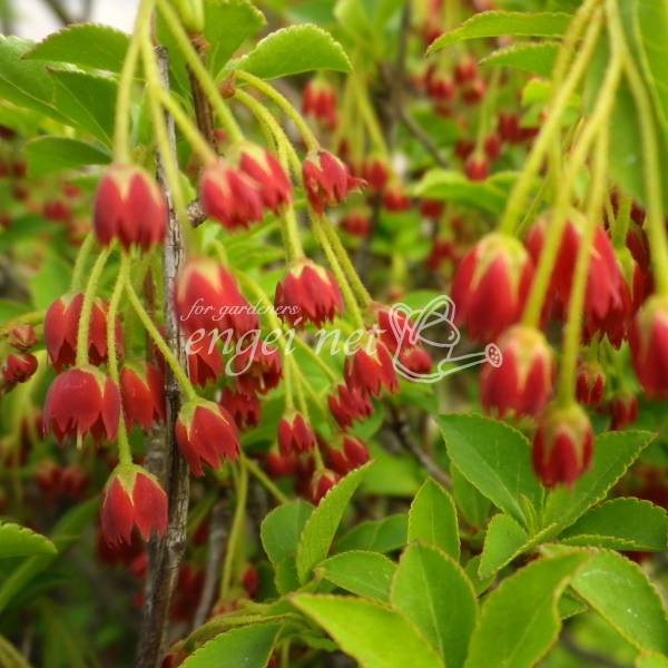 花木 庭木の苗/[25年12月上中旬予約]ドウダンツツジ：ベニドウダン（紅ドウダン）根巻き樹高50～60cm